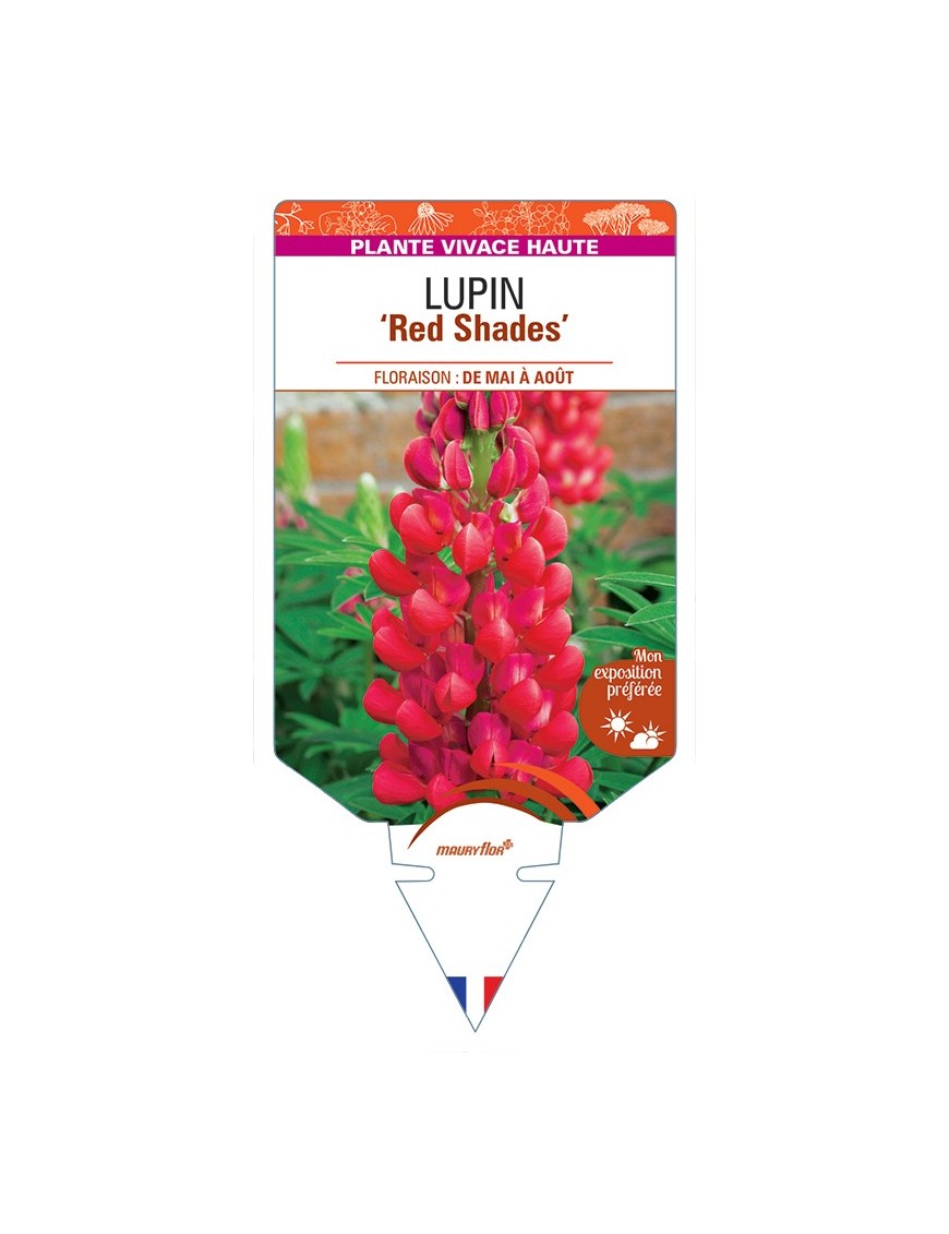 LUPINUS (polyphyllus) Red Shades