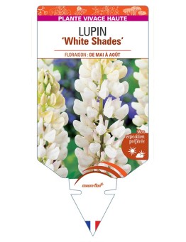 LUPINUS (polyphyllus) White Shades