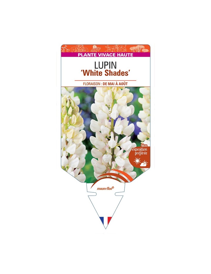 LUPINUS (polyphyllus) White Shades