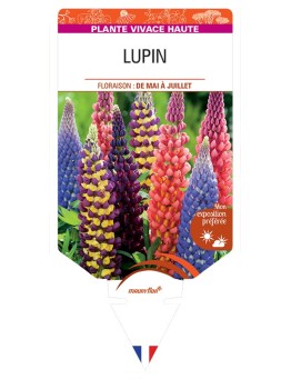 LUPINUS (varié)
