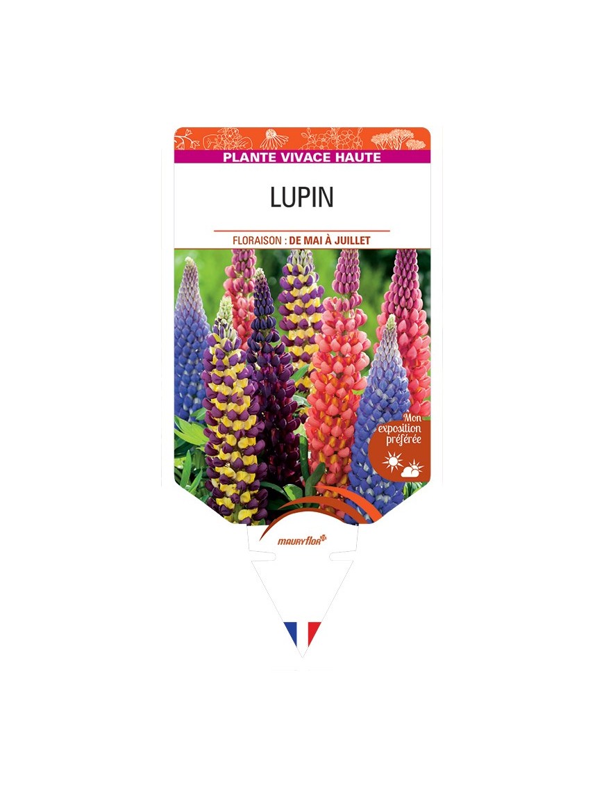LUPINUS (varié)