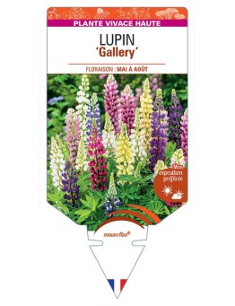 LUPINUS Gallery (varié)