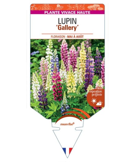 LUPINUS Gallery (varié)