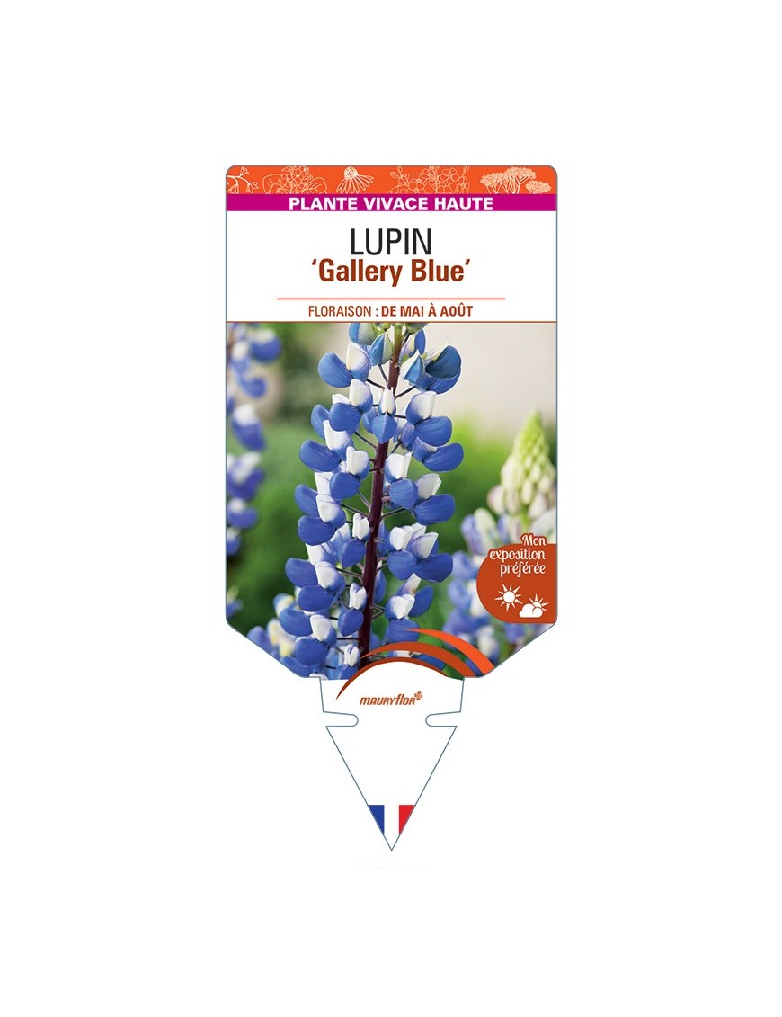 LUPINUS Gallery Blue