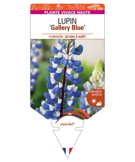 LUPINUS Gallery Blue