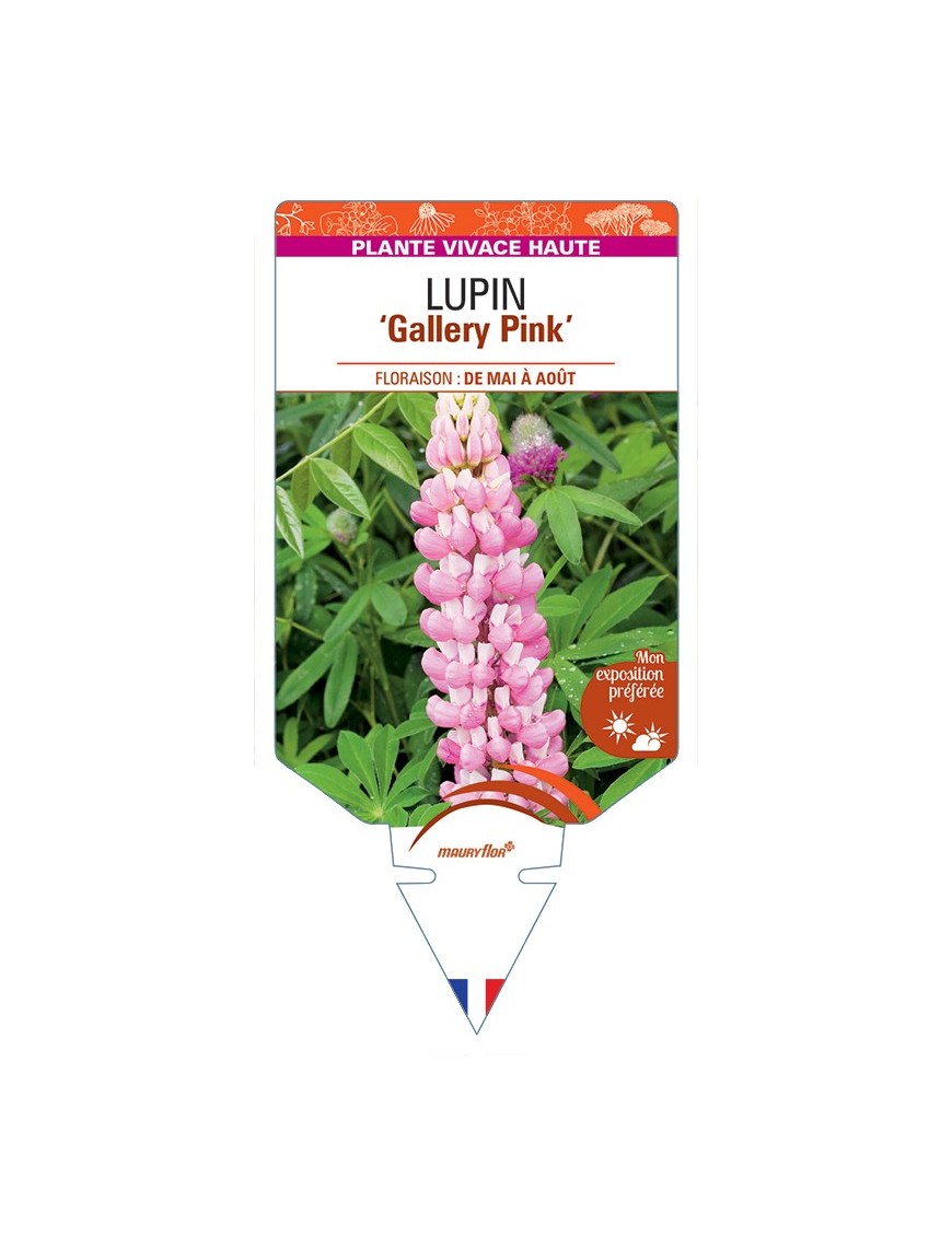 LUPINUS Gallery Pink