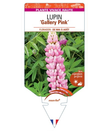 LUPINUS Gallery Pink
