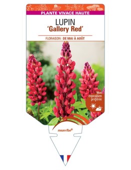 LUPINUS Gallery Red