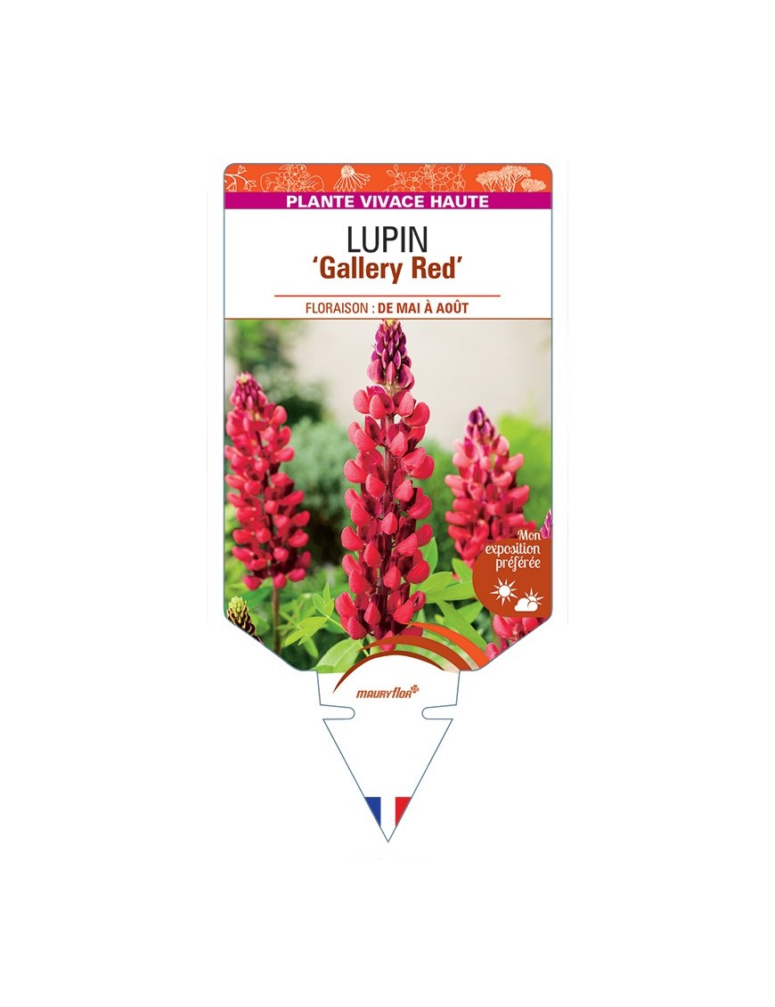 LUPINUS Gallery Red