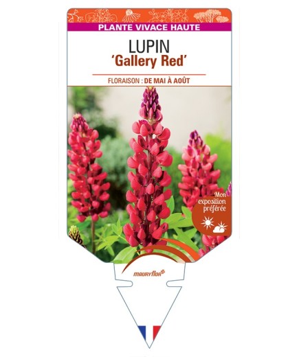 LUPINUS Gallery Red