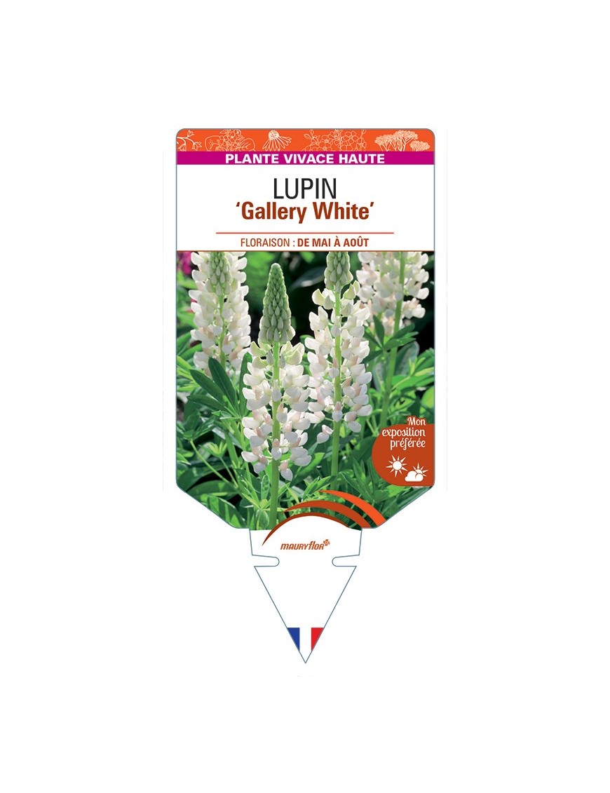 LUPINUS Gallery White
