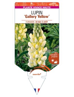 LUPINUS Gallery Yellow