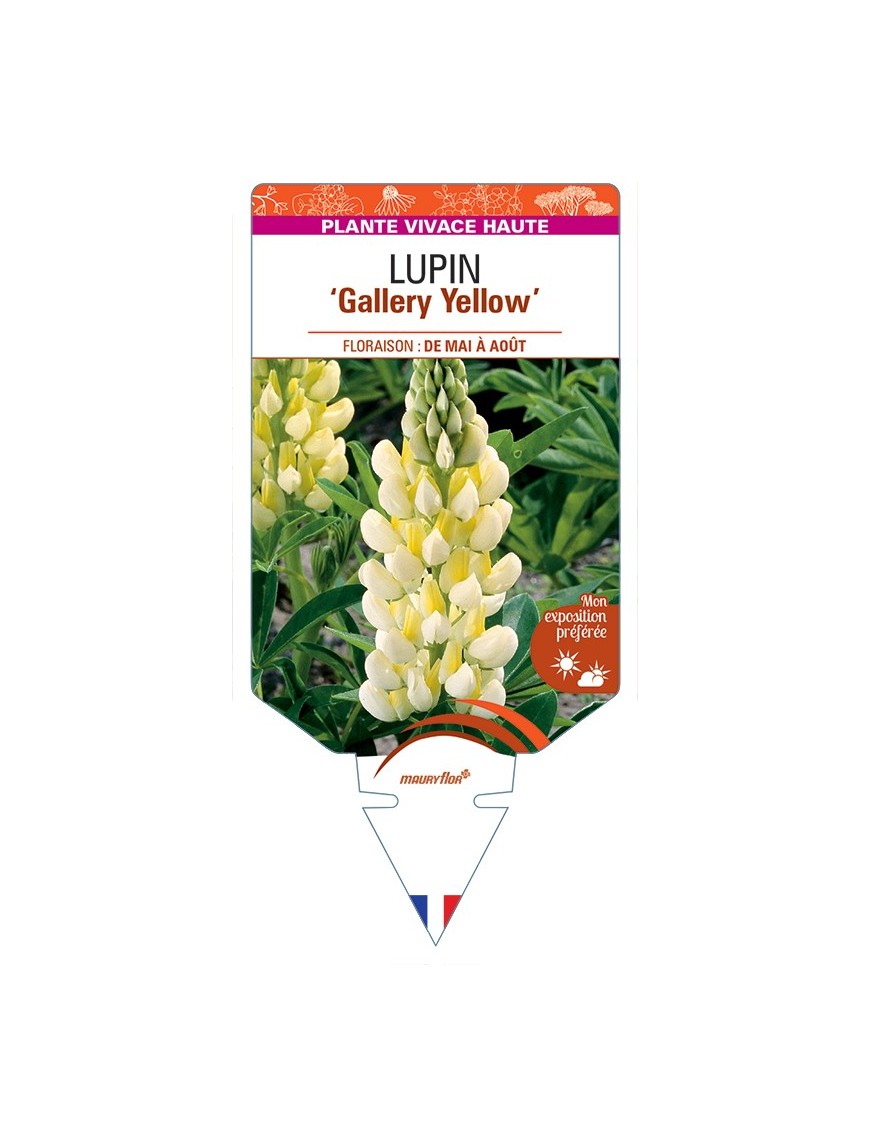 LUPINUS Gallery Yellow