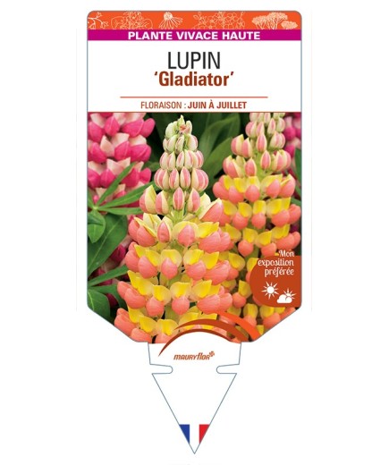 LUPINUS Gladiator
