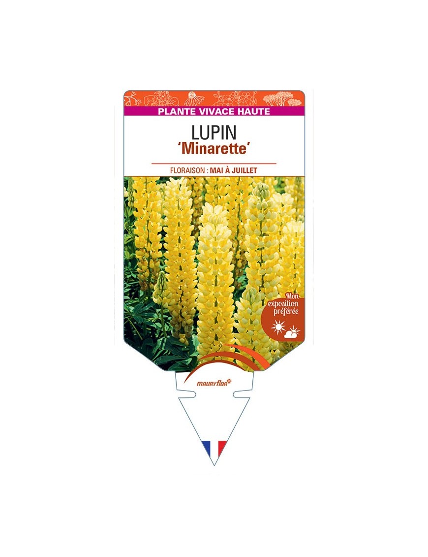 LUPINUS MINARETTE (jaune)