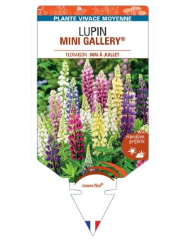 LUPINUS MINI GALLERY® (variés)