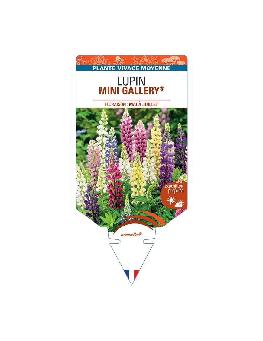 LUPINUS MINI GALLERY® (variés)