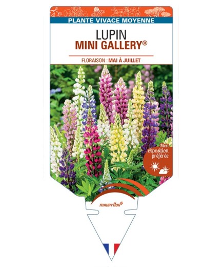 LUPINUS MINI GALLERY® (variés)