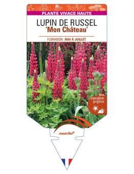 LUPINUS 'Mon Château' voir LUPIN DE RUSSEL (rouge)