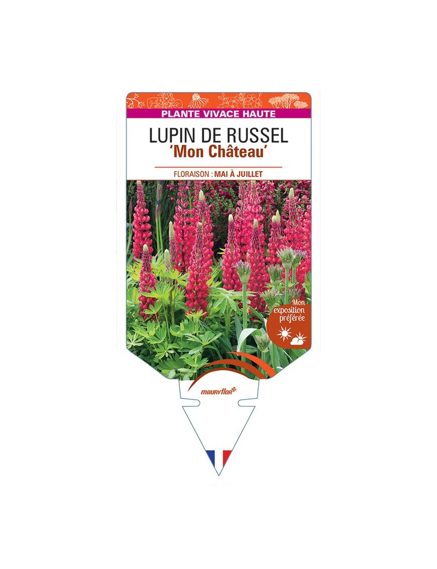 LUPINUS 'Mon Château' voir LUPIN DE RUSSEL (rouge)