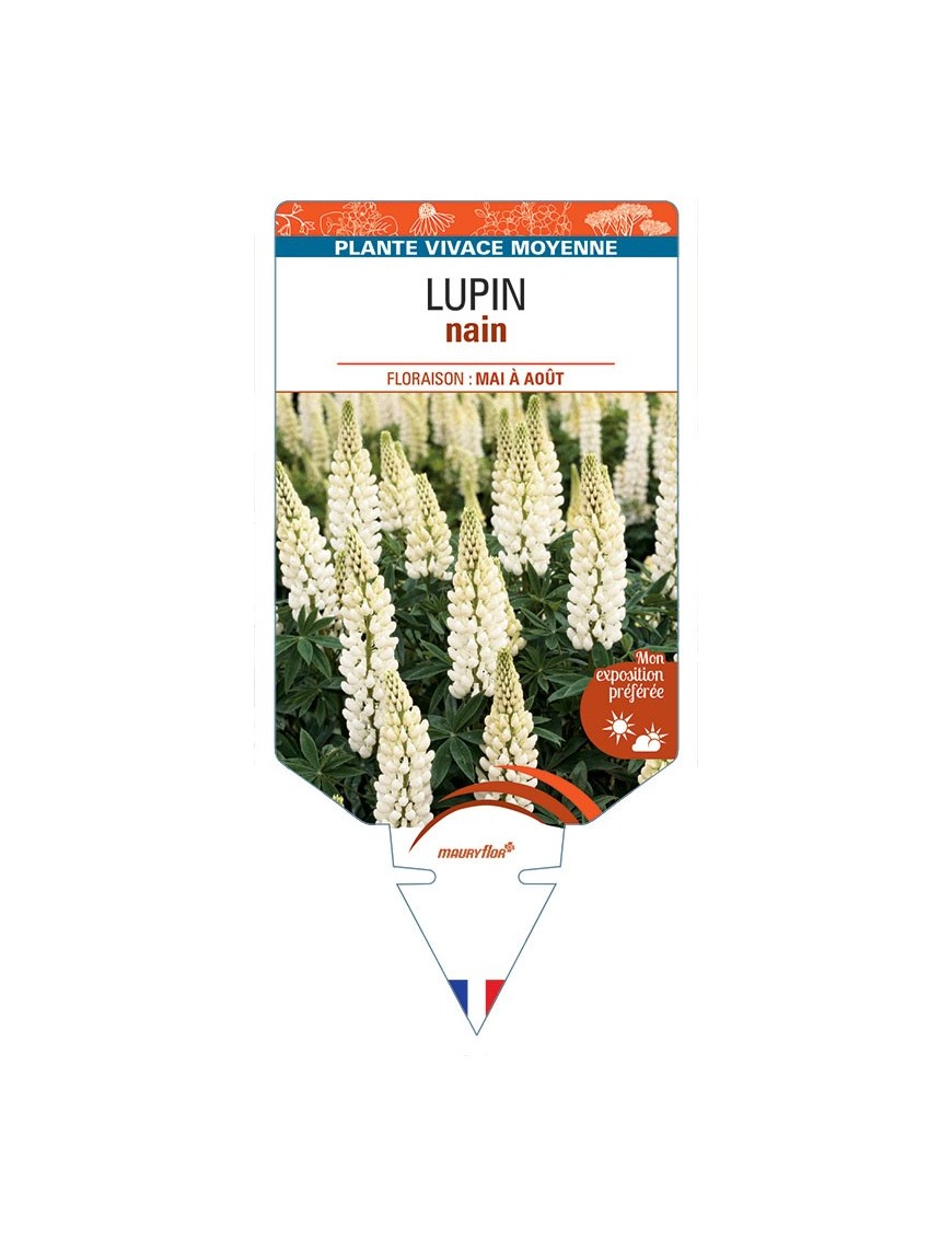 LUPINUS nain (blanc)