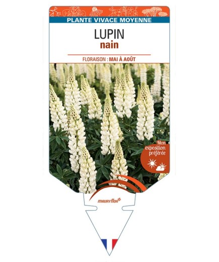 LUPINUS nain (blanc)