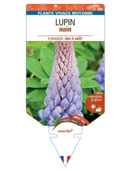 LUPINUS nain (bleu clair)