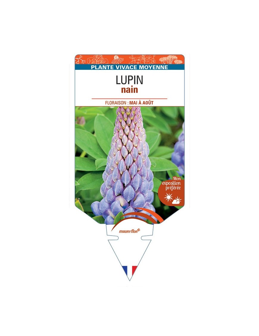 LUPINUS nain (bleu clair)