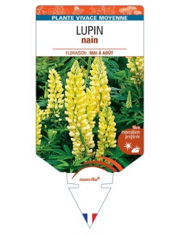 LUPINUS nain (jaune)