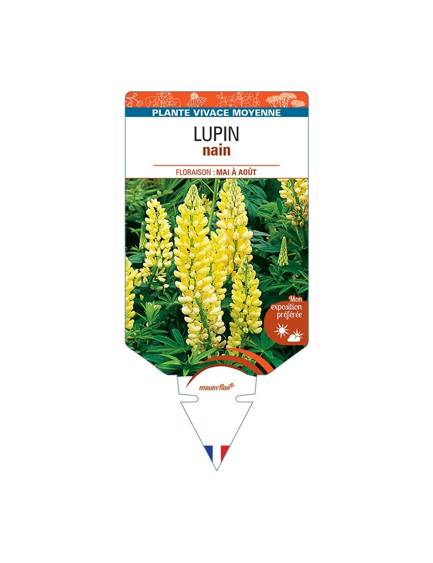 LUPINUS nain (jaune)