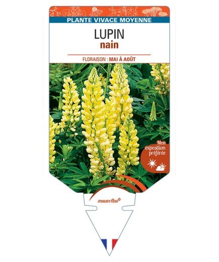LUPINUS nain (jaune)