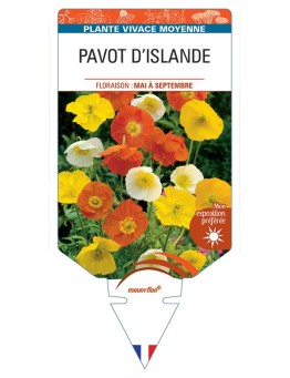 PAVOT D'ISLANDE (varié)