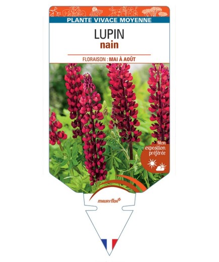 LUPINUS nain (rouge)