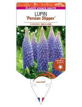 LUPINUS Persian Slipper