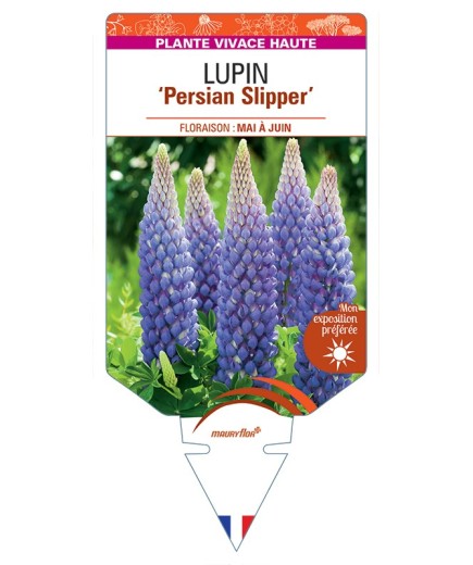 LUPINUS Persian Slipper