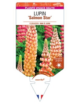 LUPINUS polyphyllus Salmon Star