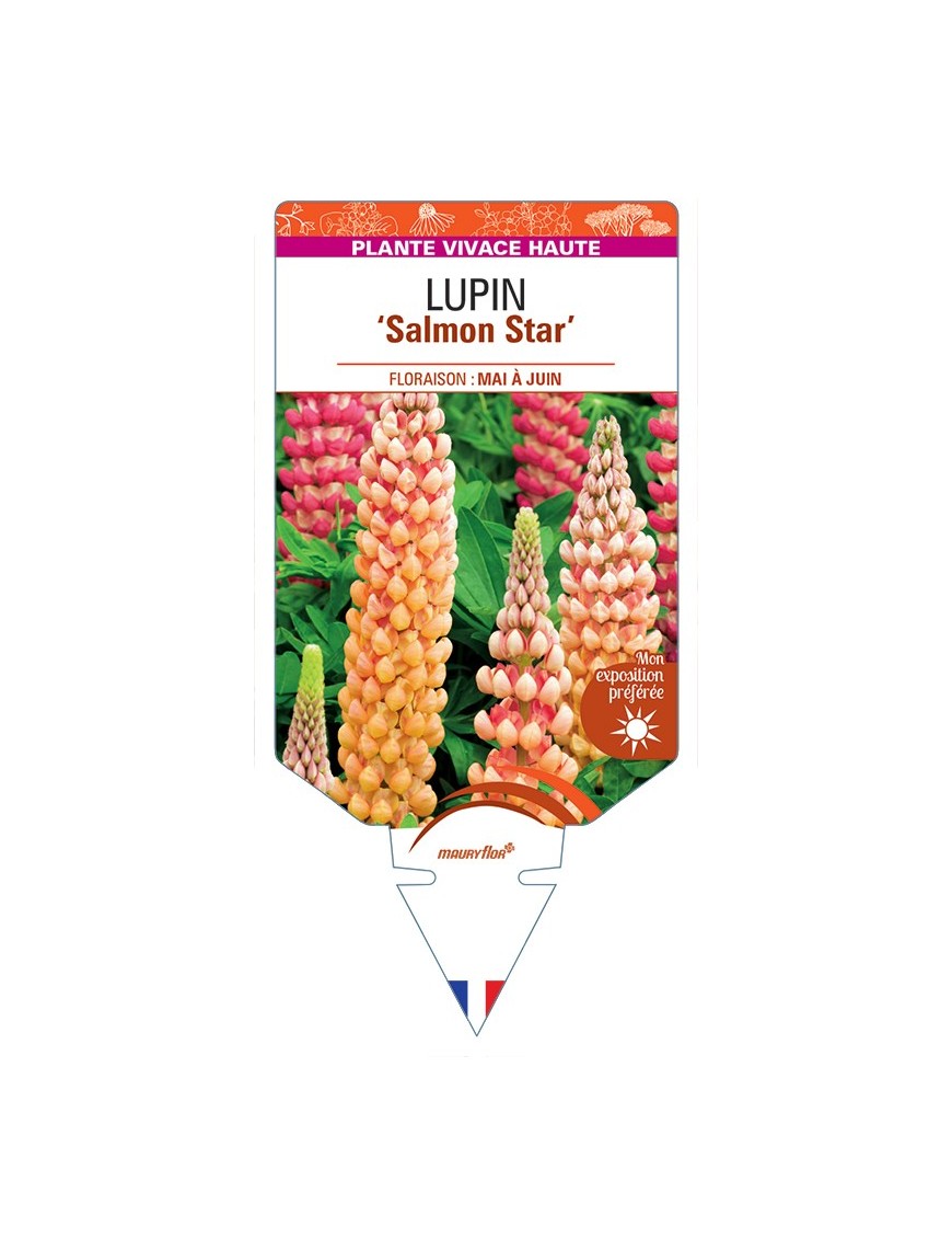 LUPINUS polyphyllus Salmon Star