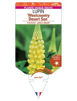 LUPINUS Westcountry Desert Sun