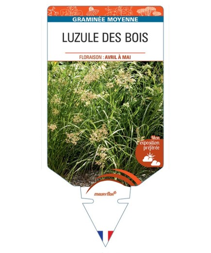 LUZULA SYLVATICA voir Luzule des bois