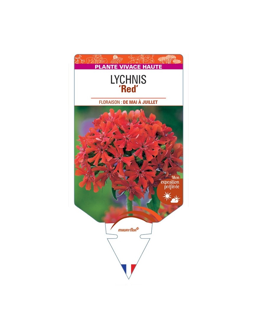LYCHNIS (chalcedonica) Red (Croix de Jérusalem)