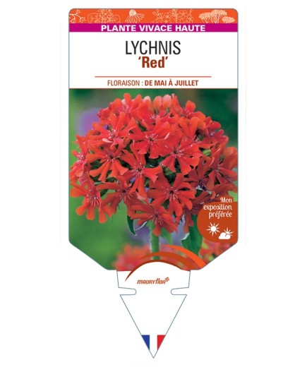 LYCHNIS (chalcedonica) Red (Croix de Jérusalem)