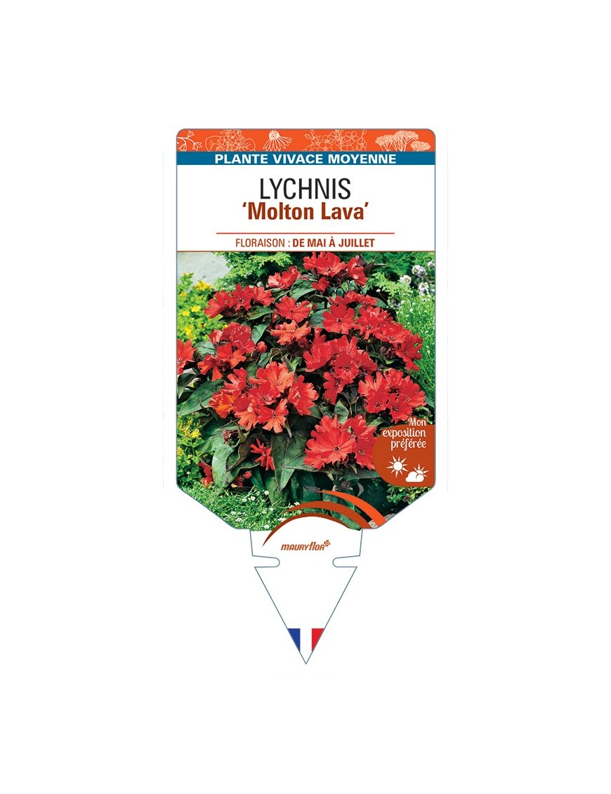 LYCHNIS (haagena) Molton Lava (Croix de Malte)