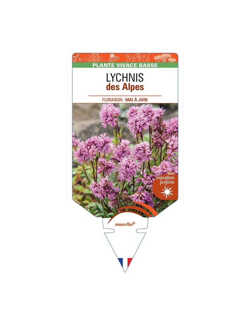 LYCHNIS ALPINA (rose)