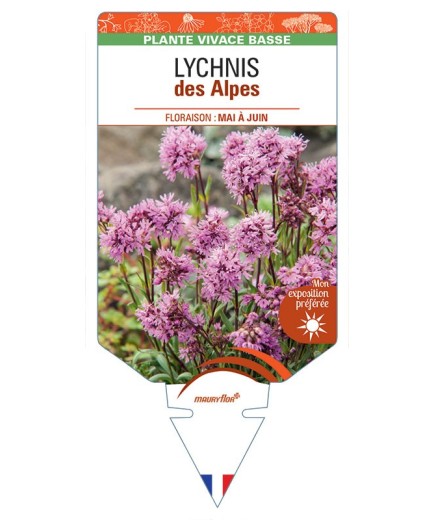 LYCHNIS ALPINA (rose)