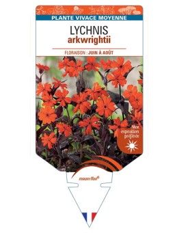 LYCHNIS ARKWRIGHTII (orange)