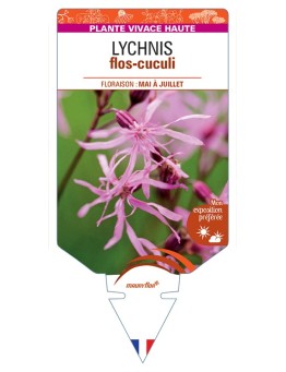 LYCHNIS flos-cuculi