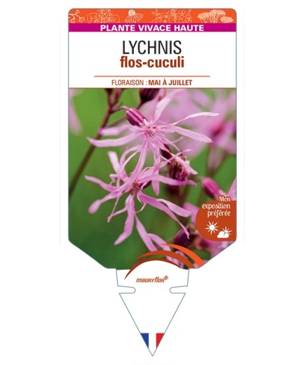LYCHNIS flos-cuculi