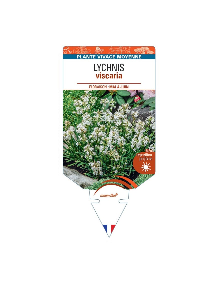 LYCHNIS VISCARIA (blanc)