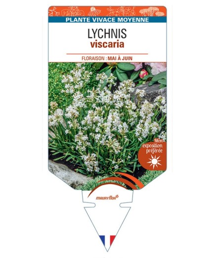 LYCHNIS VISCARIA (blanc)
