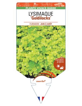 LYSIMACHIA (nummularia) Goldilocks